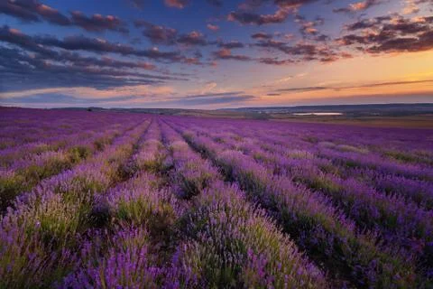 Lavender field on sunset Stock Photos