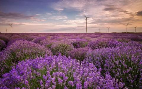 Lavender field at sunset Stock Photos
