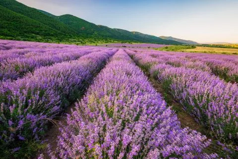 Lavender field before sunset Stock Photos