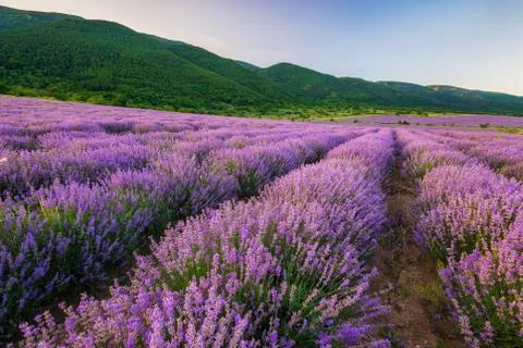 Lavender field before sunset Foto stock