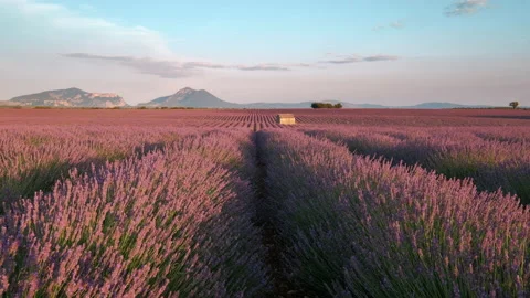 Lavender Field Sunset Time Lapse in Valensole, Provence France Stock-Footage 204120429