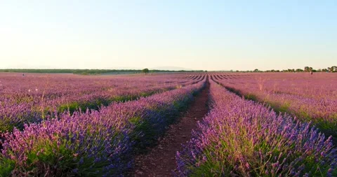 Lavender field before Sunset with zoom 스톡 동영상 247342109