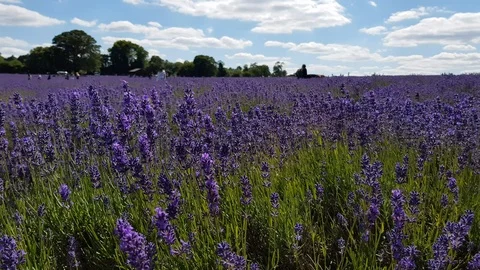 Lavender field in Surrey. Stock Footage