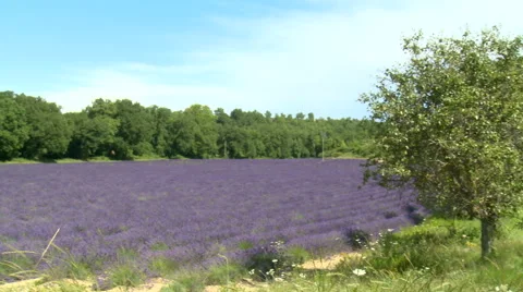 Lavender field surrounded by trees and grass, pan right Stock Footage 50543312