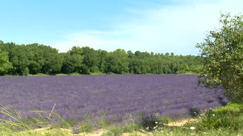 Lavender field surrounded by trees Stock Footage 50543317