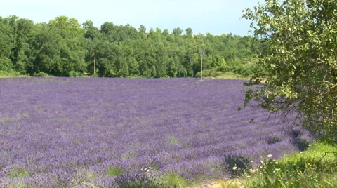 Lavender field surrounded by trees, full shot Stock Footage 50543347