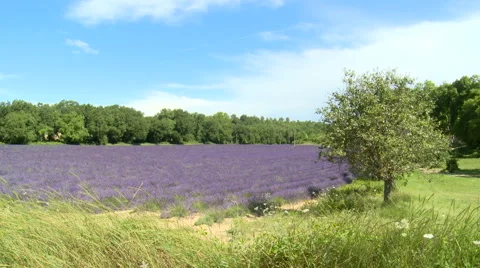 Lavender field surrounded by trees wide shot background Stock Footage 50543414