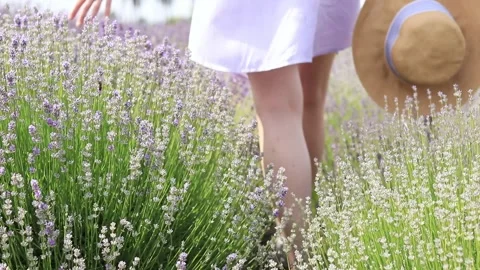 Lavender field. Swipe a summer hat over lavender flowers Stock Footage 244595297