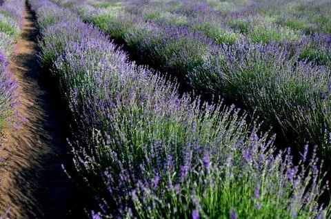 Lavender field with tree with cloudy sky Stock Photos