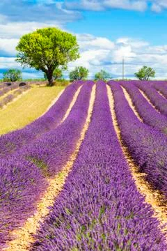 Lavender field with tree Stock Photos