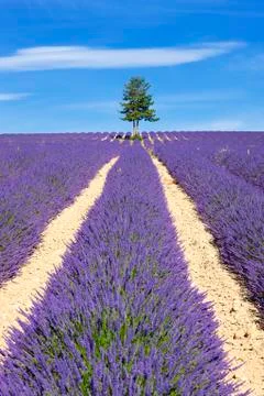 Lavender field with tree Stock Photos