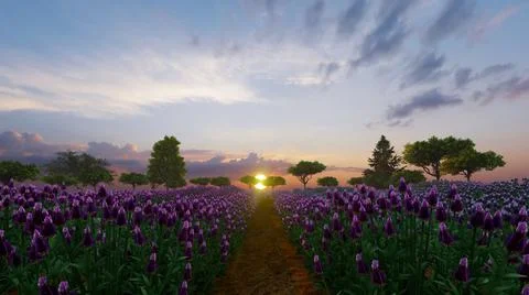 Lavender field with trees in the background in sunset time, 3d illustration Stock Illustration