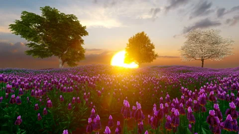 Lavender field with trees at sunset Stock Footage 144000589