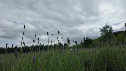 Lavender Field Under Cloudy Sky Stock Footage 313835151