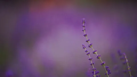 Lavender field under summer sun, floral beauty and gentle movement Stock Footage 332304270