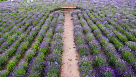 Lavender field with walking path and bench from aerial drone view. Stock Footage 232601767