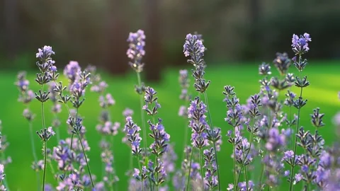 Lavender Field Waving In The Wind Stock Footage 341506608