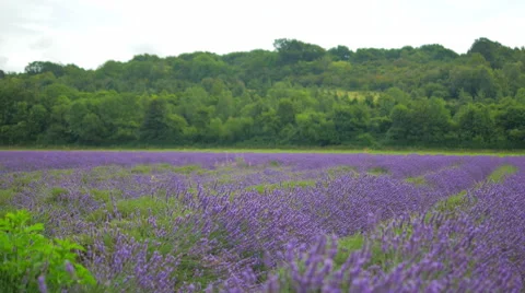 Lavender Field Wide Stock Footage 40612496