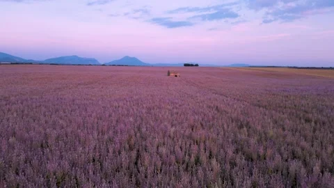 Lavender Field Wide Stone Hut Drone Backwards in Provence France Epic Aeria.. Stock Footage 314410347