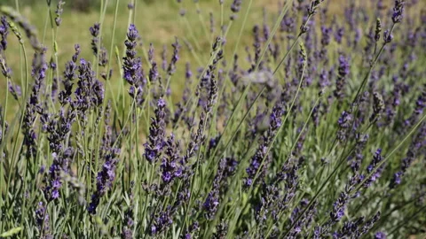Lavender field in the wind Video stock 247074571