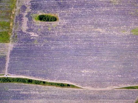Lavender fields from above Stock Photos