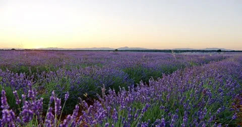 Lavender Fields after Sunset in Spain, Brihuega Video stock 247380486