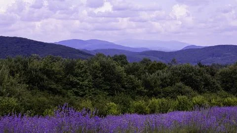 Lavender fields against the backdrop of mountains Stock Photos