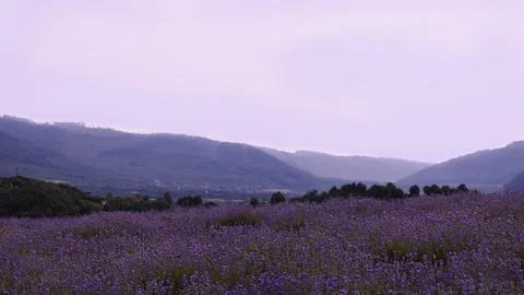Lavender fields against the backdrop of mountains Stock Photos