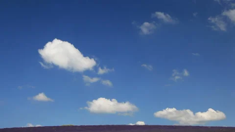 Lavender Fields and Contrails with Cabbage White Butterflies 스톡 동영상 330236239
