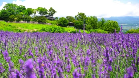 Lavender Fields and Cumulonimbus Clouds Stockbeeldmateriaal 330987122