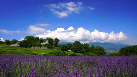 Lavender Fields and Cumulonimbus Clouds Stock Footage 333182275