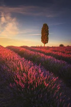 Lavender fields and cypress tree at sunset. Orciano, Tuscany, Pisa, Italy Stock Photos