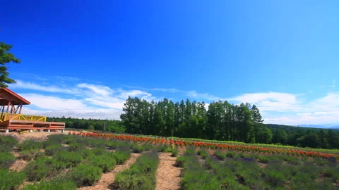 Lavender Fields and Furoko Viewpoint 스톡 동영상 330448867