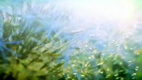 Lavender Fields and Sunset Picnic Scenic Montage Video stock 327194520