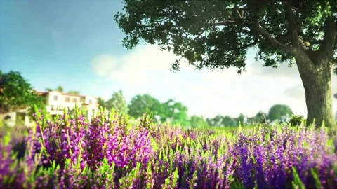 Lavender Fields and Sunset Picnic Scenic Montage Stock Footage 327194546