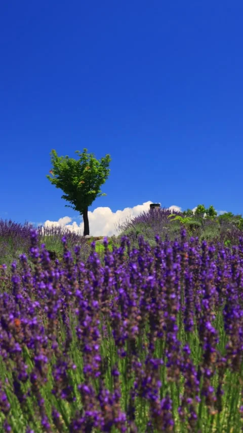 Lavender Fields and Trees Stock Footage 333177711