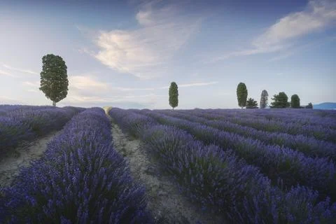Lavender fields and trees at sunset. Orciano, Tuscany, Italy Stock Photos