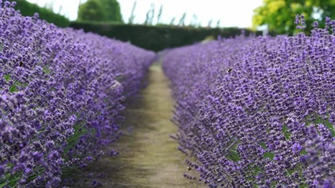 The lavender fields are in full bloom, with a bumblebees flying around lavender Stock Footage 303479336