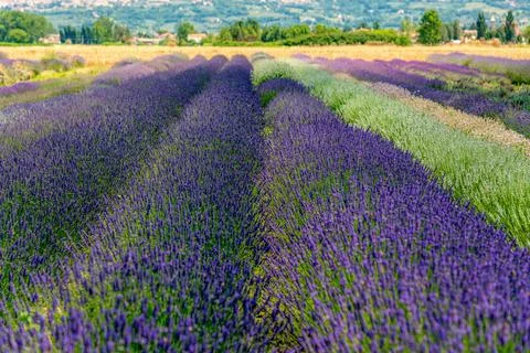 Lavender fields at Assisi,  Perugia 스톡 사진