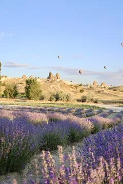 Lavender Fields Balloons Stock Photos