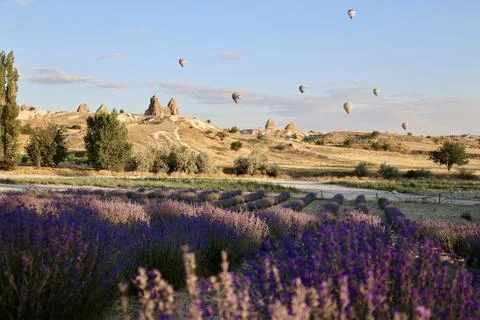 Lavender Fields Balloons Foto stock