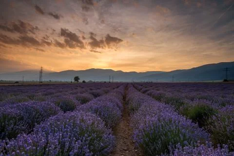 Lavender fields. Beautiful image of lavender field Foto stock