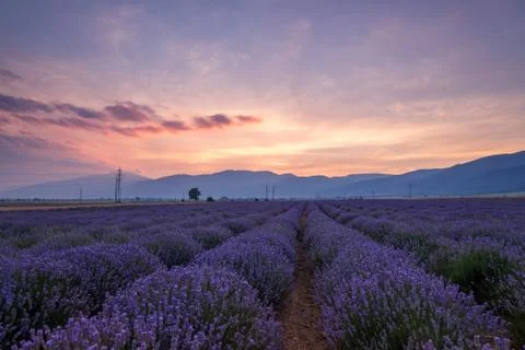 Lavender fields. Beautiful image of lavender field Stock Photos