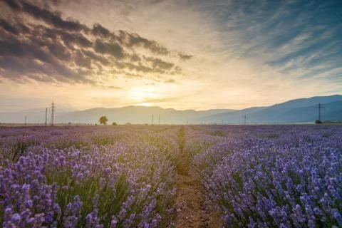 Lavender fields. Beautiful image of lavender field Stock Photos