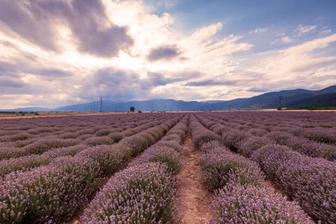 Lavender fields. Beautiful image of lavender field. Stock Photos
