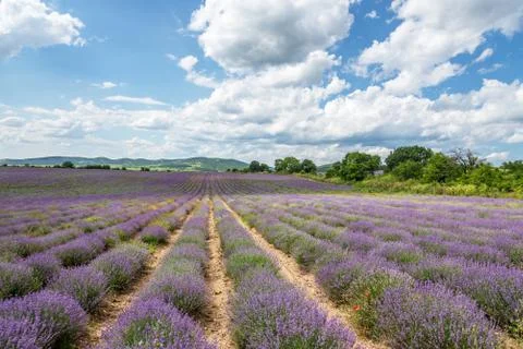 Lavender fields. Beautiful image of lavender field. Stock Photos