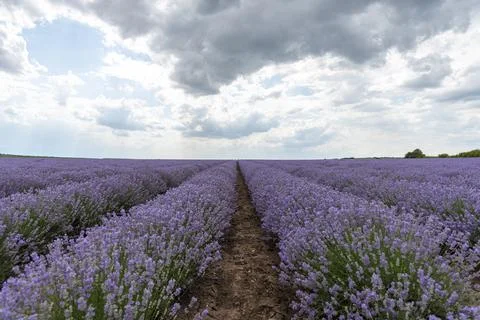 Lavender fields. Beautiful image of lavender field. Foto stock