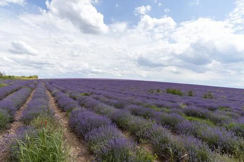 Lavender fields. Beautiful image of lavender field. Stock Photos