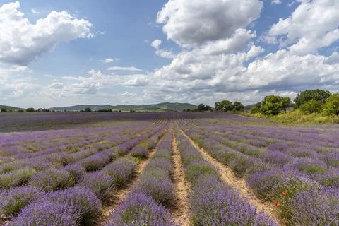 Lavender fields. Beautiful image of lavender field. Stock Photos