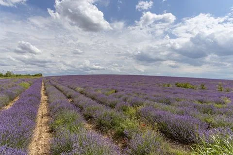 Lavender fields. Beautiful image of lavender field. Stock Photos